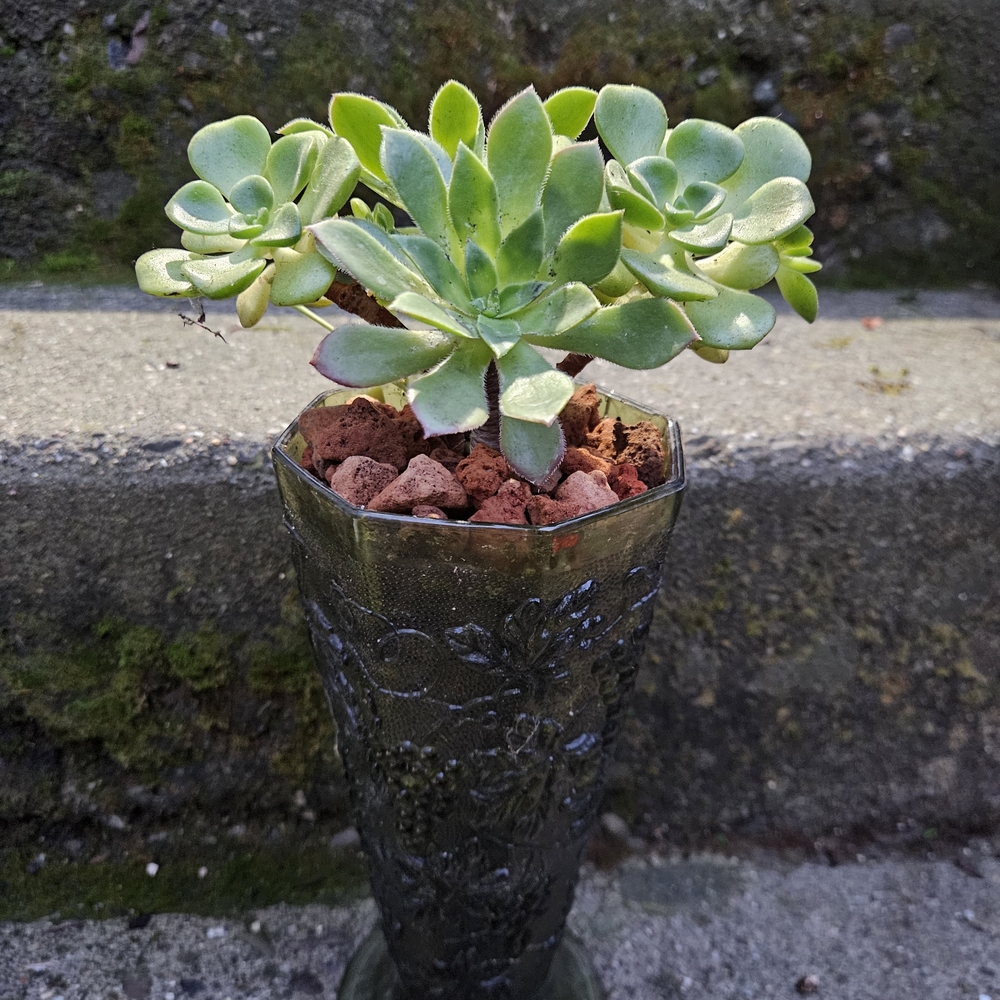 Elegant Green Succulent in Textured Glass Vase